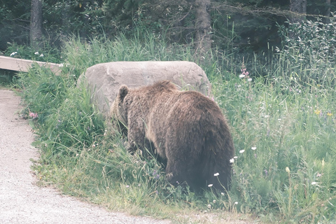 كالجاري: شروق الشمس في بحيرة موراين وبحيرة لويز ورحلات السفاري للحياة البريةCalgary:Moraine Lake Sunrise &amp; Lake Loui