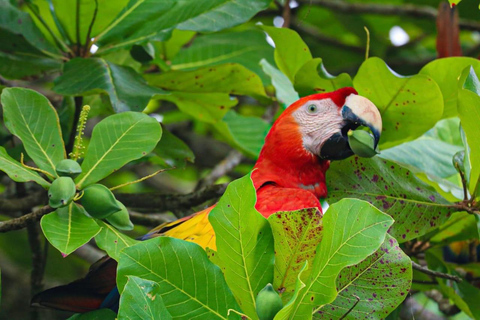 Uvita: Corcovado Rainforest & Wildlife Adventure