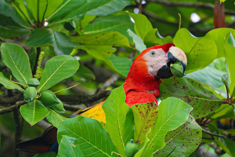 Uvita: Corcovado Rainforest & Wildlife Adventure