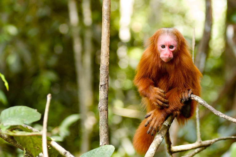 From Iquitos: Pacaya Samiria National Reserve Day Trip