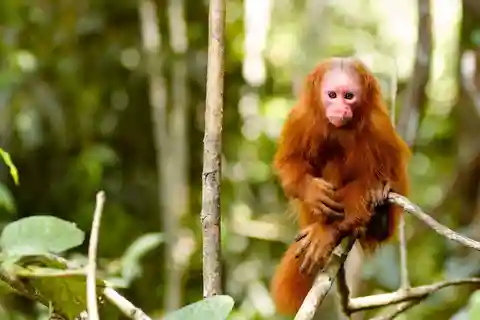 Excursión a la Selva de la Reserva Nacional Pacaya Samiria.