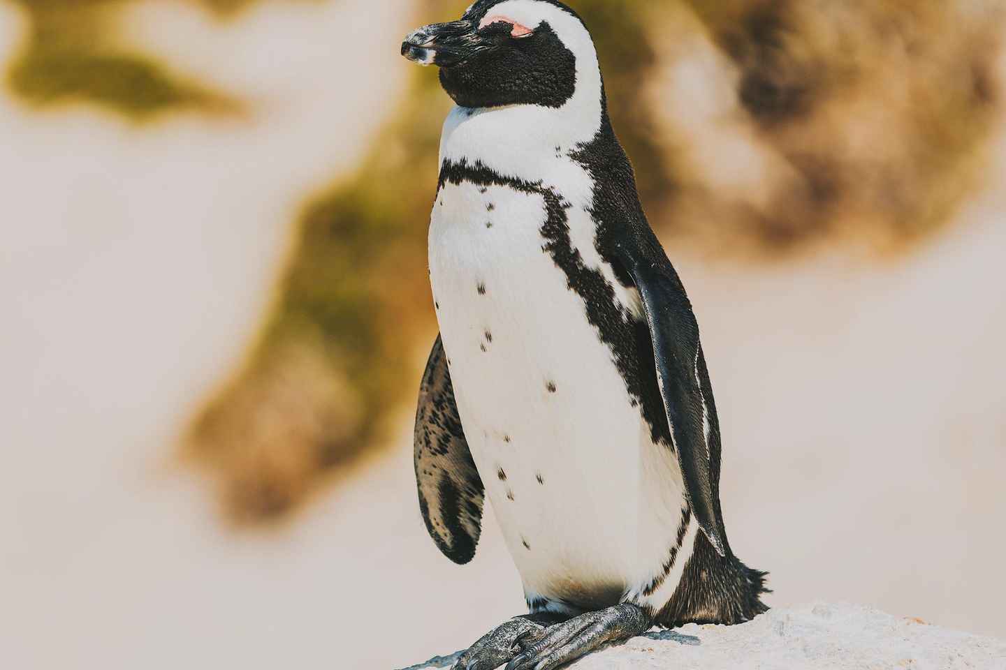 Boulders Beach, Cape Town: Luxury at the Penguin Colony! - Boulders Beach, Cape Town: Luxury at the Penguin Colony!