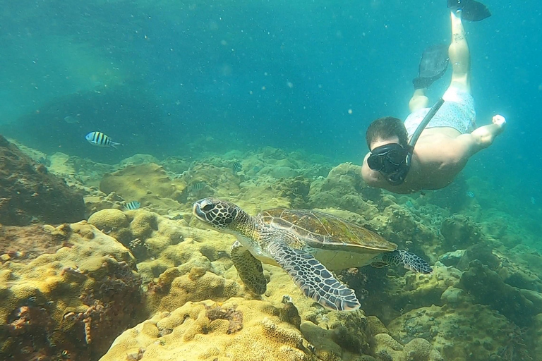 Un día en Ilha Grande Snorkel con tortugas PrivadoUn día en Ilha Grande Snorkel con tortugas