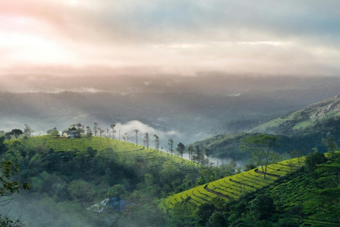 Kochi: 3-Day Kerala Tour with Munnar and Alleppey Cruise