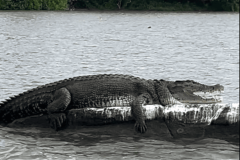 Mirissa to Matara: Crocodile, Bird, Monkey Photography Tour Shared Wildlife Photography Boat Tour - 2 Hours