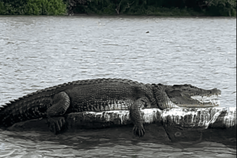 Mirissa to Matara: Crocodile, Bird, Monkey Photography Tour Shared Wildlife Photography Boat Tour - 2 Hours