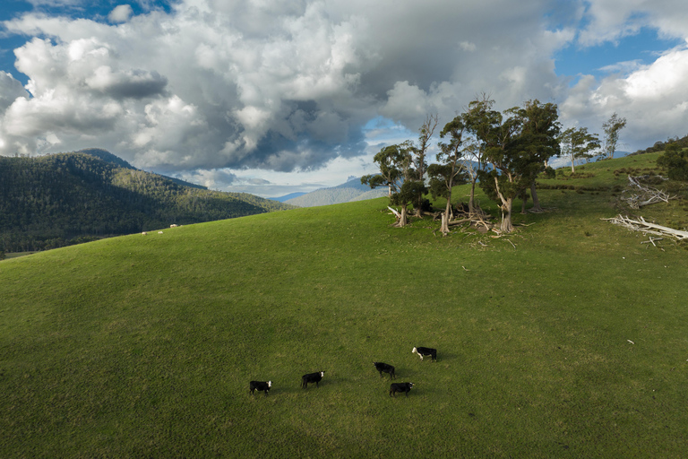 Hobart: Jaskinia Hastings, Tahune Airwalk i Huon Tasting Trail