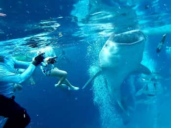 Cebu Oslob: Whale Shark Watching Experience