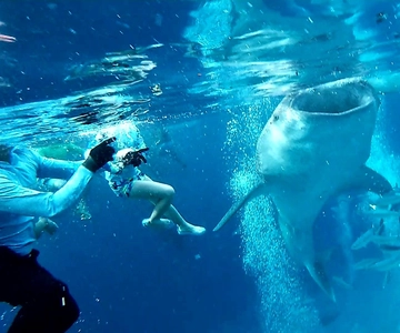 Cebu Oslob: Whale Shark Watching Experience