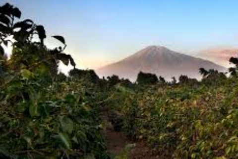 Arusha: Koffieplantage Tour met proeverij en hands-on ...