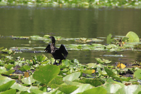 From Budva: Skadar Lake Land and Boat Tour