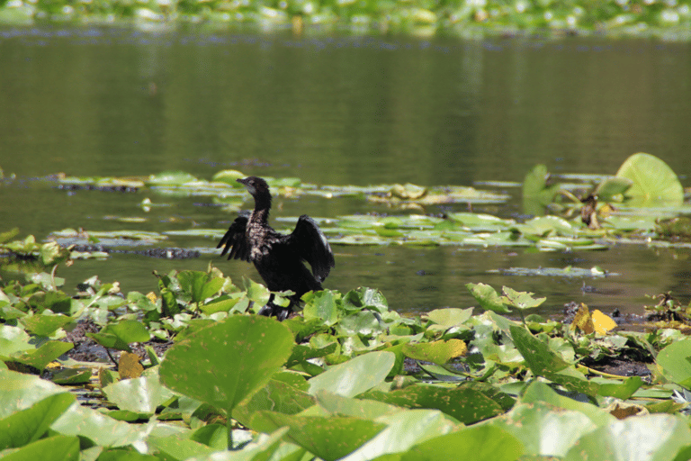 From Budva: Skadar Lake Land and Boat Tour