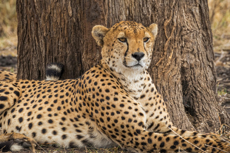 Safári de dois dias em Tarangire e na cratera de NgorongoroGrupo privado com acomodação em acampamento de luxo médio