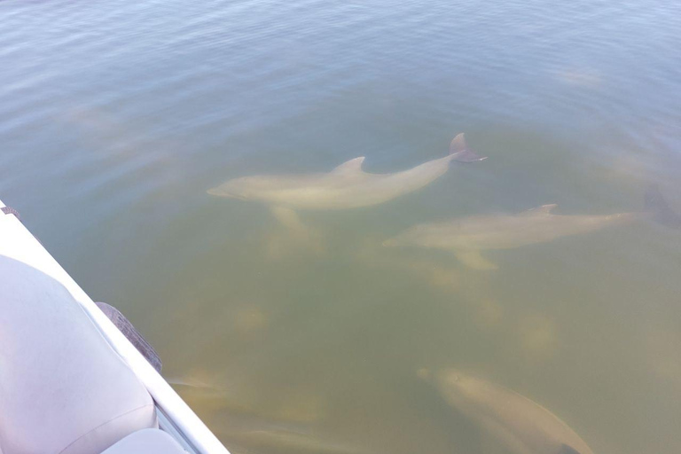 Cocoa Beach: Dolphin & Manatee Small Group Eco Boat Tour