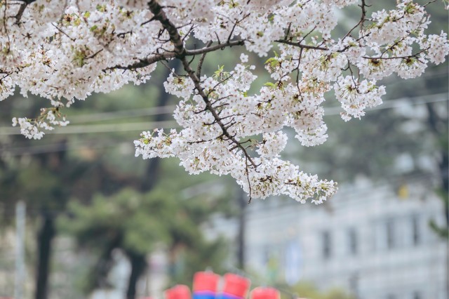 Visit From Jeju City East Jeju Cherry Blossom Day Tour by Van in Jeju Island