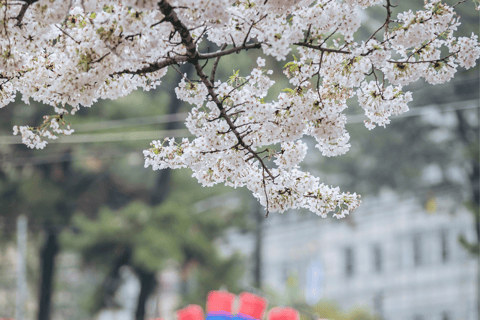 Depuis Jeju City : Excursion en van à l&#039;est de Jeju pour admirer les cerisiers en fleurs