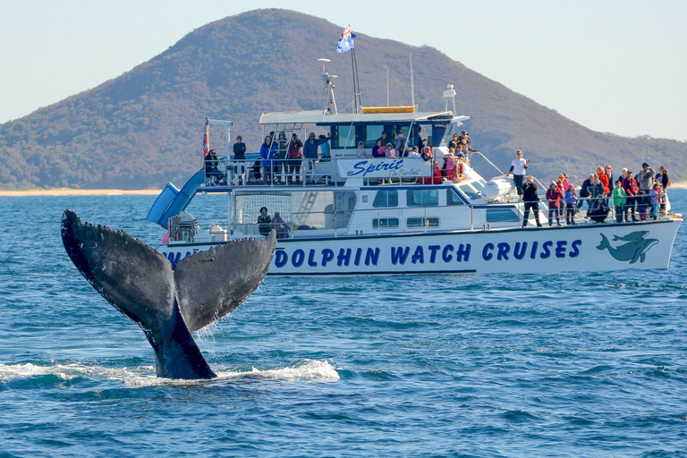 Port Stephens: 2.5-Hour Whale Watching & Outer Island Cruise Whale Watching Cruise