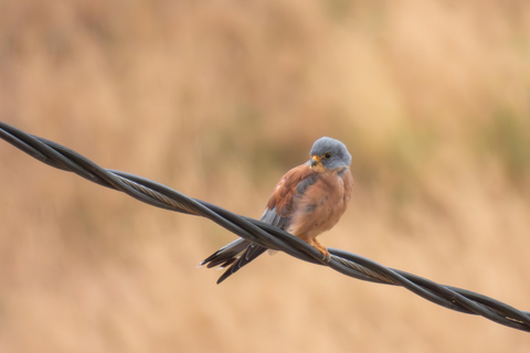 Tbilisi: Birdwatching Tour with Guide