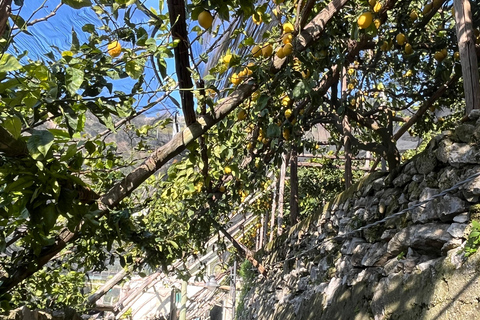 Z Positano: Wycieczka cytrynowa z degustacją i transferem