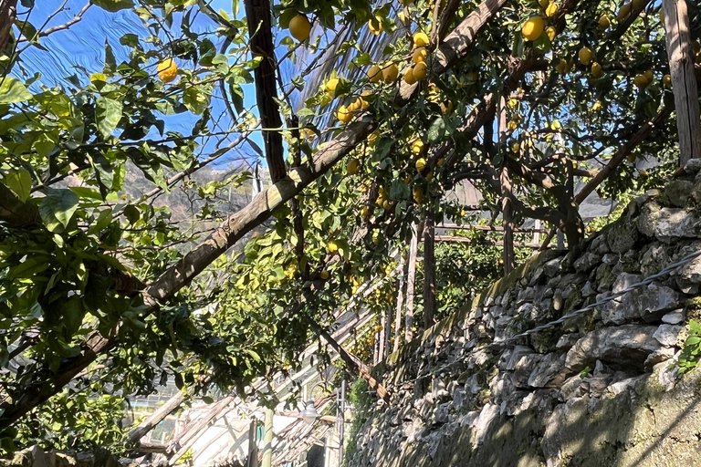 Z Positano: Wycieczka cytrynowa z degustacją i transferem