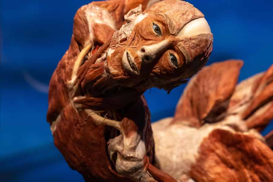 Magdeburg: Ticket für die KÖRPERWELTEN Ausstellung. Foto: GetYourGuide Magdeburg: Ticket für die KÖRPERWELTEN Ausstellung. Foto: GetYourGuide