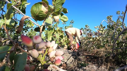 Bronte Pistachio and Etna Wines Tour