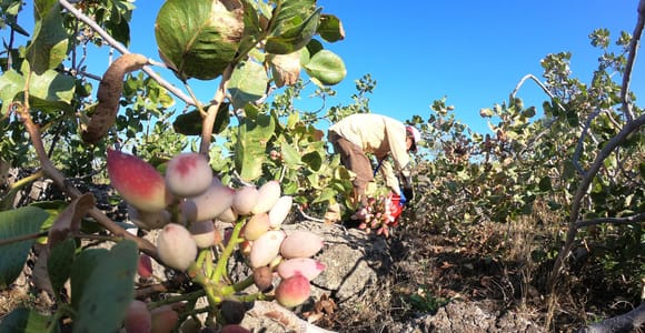 Bronte Pistachio and Etna Wines Tour