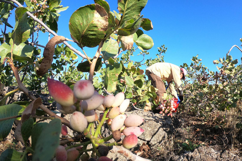 布伦特 pistachio 和埃特纳葡萄酒之旅勃朗特开心果和埃特纳葡萄酒之旅