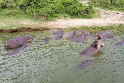 Vanuit Kampala: 3-daagse safari in de Murchison watervallen met neushoorntrektocht