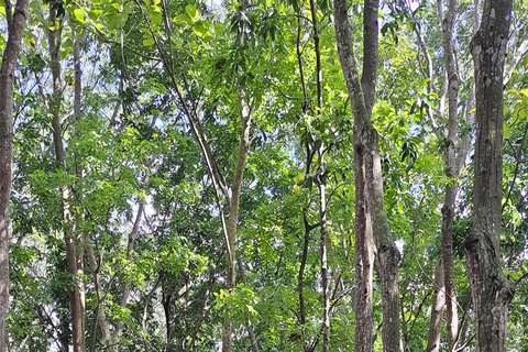 乌布猴林、梯田、秋千、寺庙和瀑布乌布猴林、水稻梯田、秋千、寺庙和瀑布