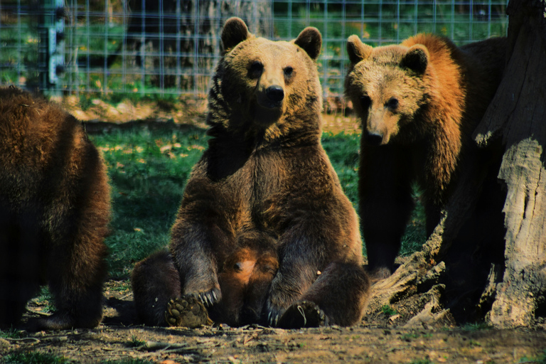 From Bucharest: Bear Sanctuary and Bison Reservation Tour