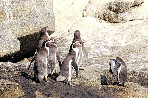 Osservazione degli uccelli Zona umida di Mantagua e pinguini Isola di Cachagua STGO