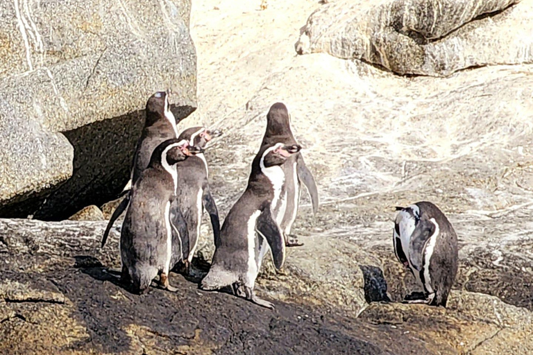 Fågelskådning Mantagua våtmark &amp; pingviner Cachagua Island STGO