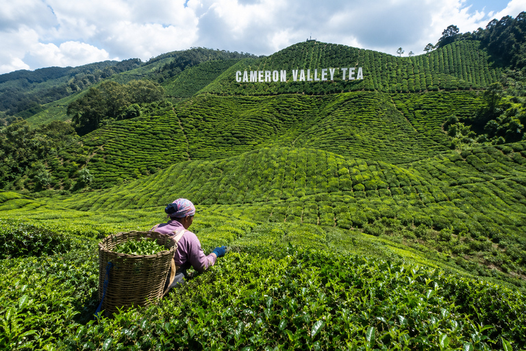 Kuala Lumpur: 4-Day Private Fireflies, Cameron & Melaka Tour