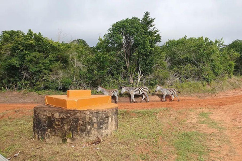Diani: Guided day trip to Shimba Hills Reserve with lunch