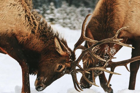 Banff : Randonnée hivernale en pleine nature avec suivi de la faune - 2 heures