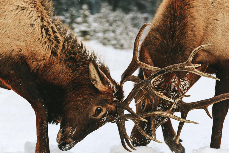 Banff : Randonnée hivernale en pleine nature avec suivi de la faune - 2 heures