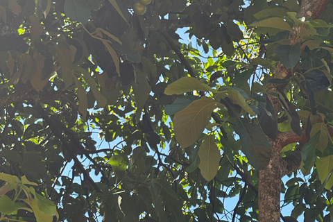 Moshi/Arusha: Chemka Hot Springs Materuni Waterfall Day tour 2 in 1 : Materuni & Chemka tour from Moshi