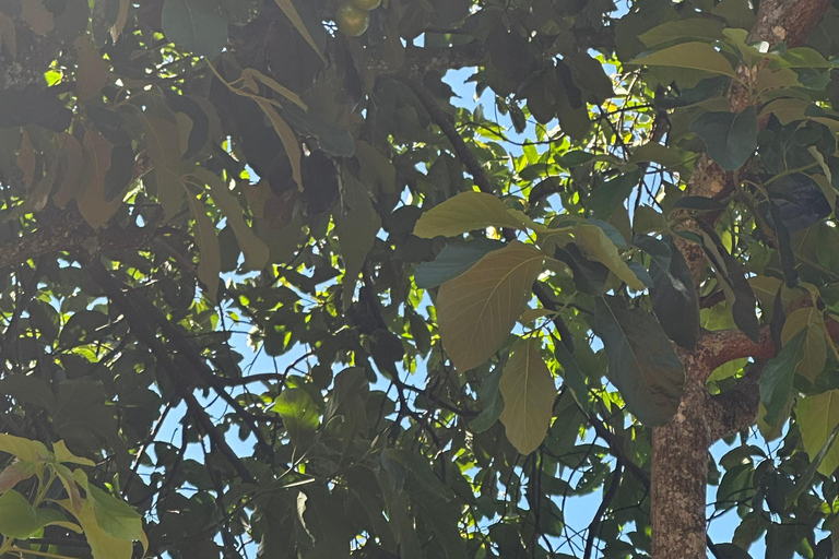 Moshi/Arusha: Chemka Hot Springs Materuni Waterfall Day tour 2 in 1 : Materuni & Chemka tour from Moshi