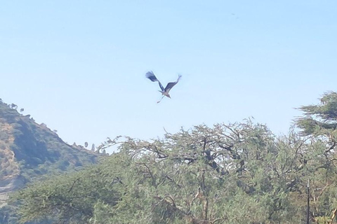 Addis Ababa: 6-Day Abijata Shalla NP & Bale Mountains Tour