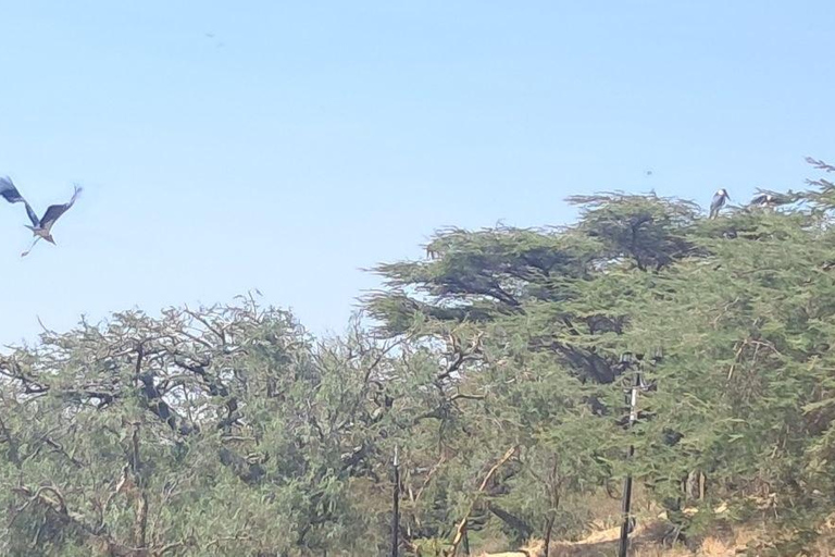 Addis Ababa: 6-Day Abijata Shalla NP & Bale Mountains Tour