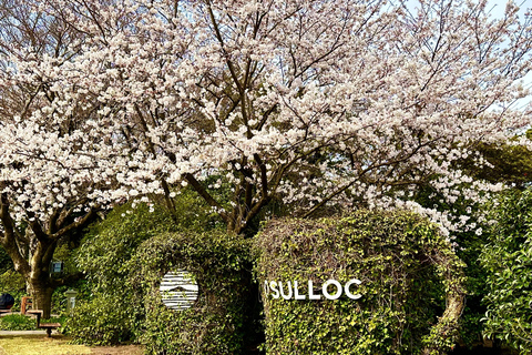 Jeju Trendy Café Tour including Hello Kitty Island