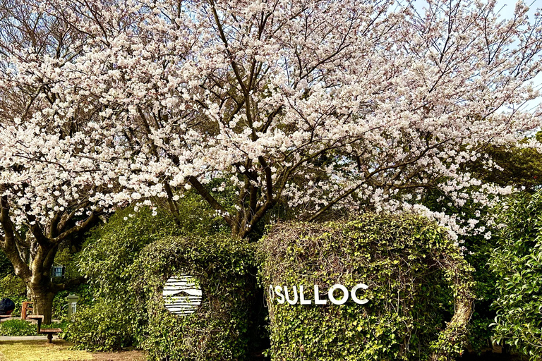 Jeju Trendy Café Tour including Hello Kitty Island