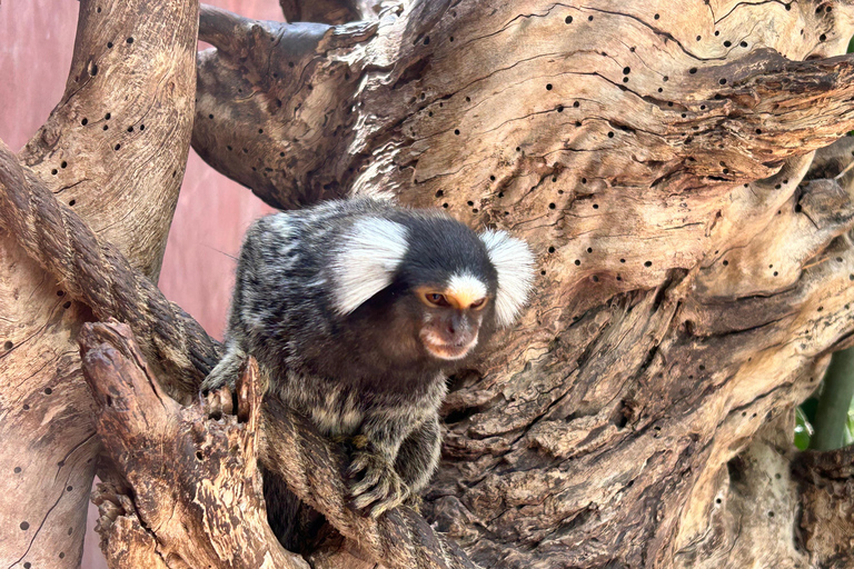 Agadir: Cable Car, Crocopark, and Goats on Trees Tour