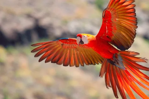 From Cusco: 4 Day Puerto Maldonado Sandoval Lake Excursion