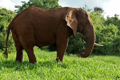 From Nairobi: Meru, Bisanadi, and Rhino Sanctuary Safari