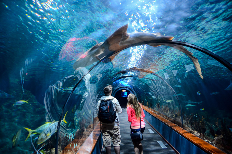 Istanbul: Aquarium Tour with Hotel Transfer Hotel Pickup & Aquarium Tour