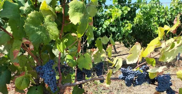 From Cagliari: Wine Cellar Tour with Tastings
