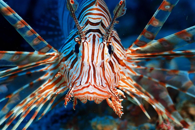 Diving in Boracay: Fundive for Certified Divers