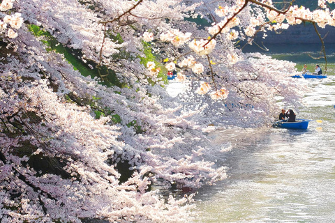 Cherry Blossom Seasonal Special: Classic Tokyo Day Tour Includes beef set meal
